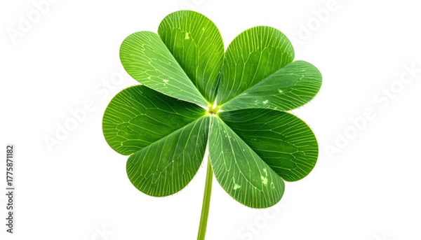 Fototapeta Green four-leaf clover against a solid black background