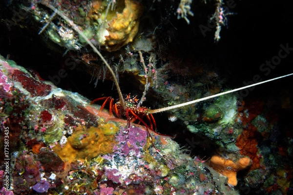 Obraz イセエビ　幼体　海中写真