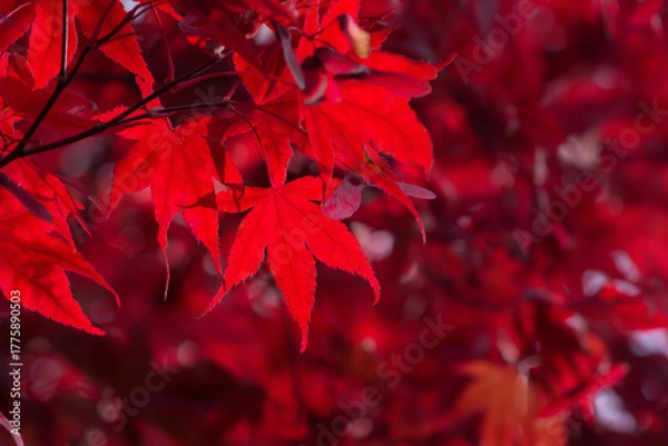 Obraz Red Japanese maple leaf on a blurred background