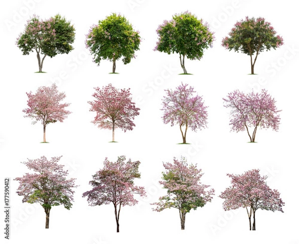Obraz Kolekcja drzew na białym tle wysokiej rozdzielczości do dekoracji graficznej, odpowiednia zarówno dla mediów internetowych, jak i drukowanych