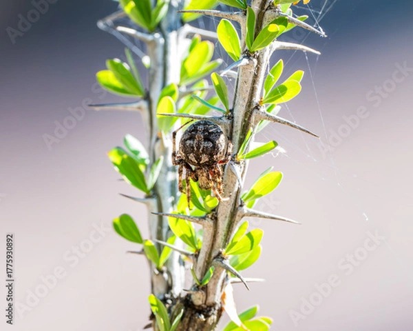 Fototapeta spider on branch