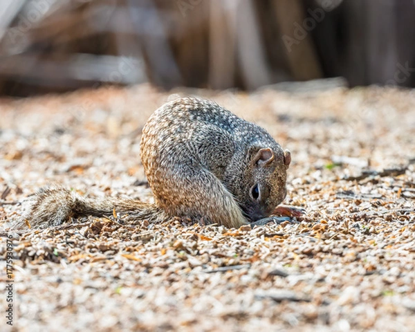 Fototapeta squirrel on the ground