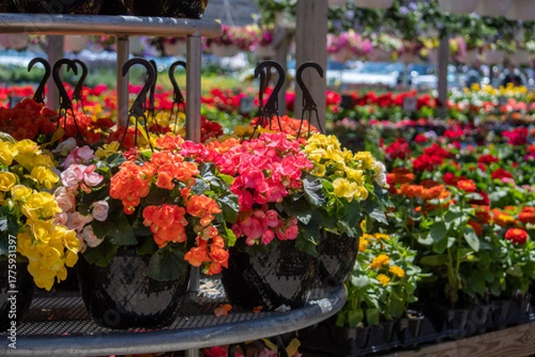 Obraz Blooming baskets of begonias stand out in a beautiful nursery 