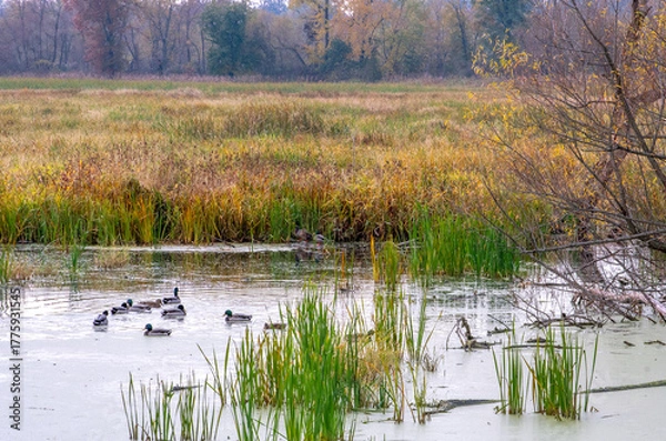 Obraz ducks enjoy a a  wetlands in the Jasper Pulaski fish and wildlife area in Indiana USA 