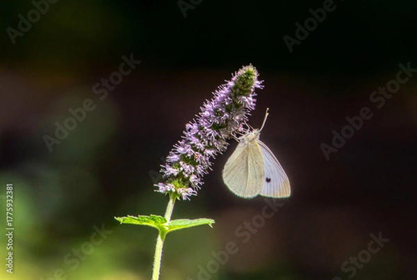 Obraz Cabbage white butterfly on a purple flower from a catmint plant