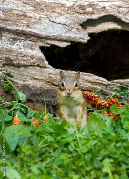 Obraz Sweet chipmunk portrait in a fall garden with mims
