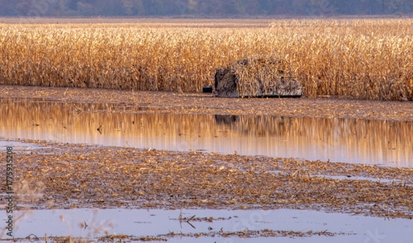 Fototapeta Hunting blind for duck hunters sits in a flooded corn field in Indiana USA