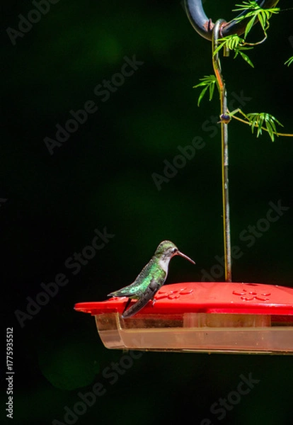 Obraz Hummingbird in the back yard on a saucer feeder 