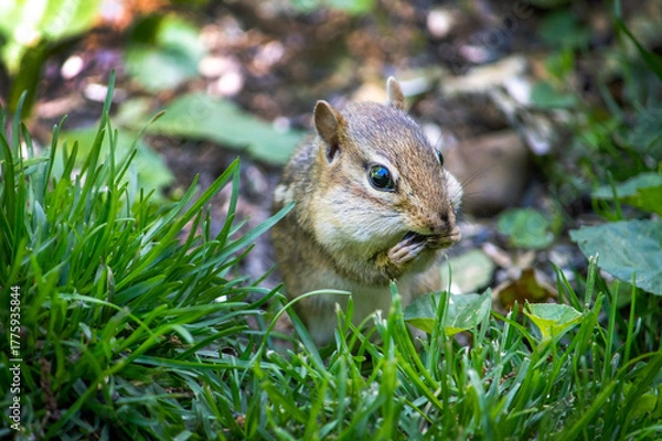 Obraz Close up of a chipmunk eating sunflower seeds under the bird feeder 