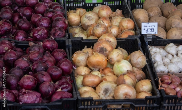 Obraz Bins full of onions and shallots for sale in a local market