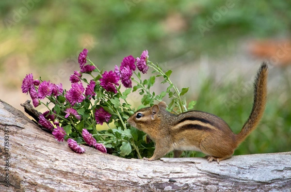 Obraz Purple mums and a chipmunk on a rustic log in the garden