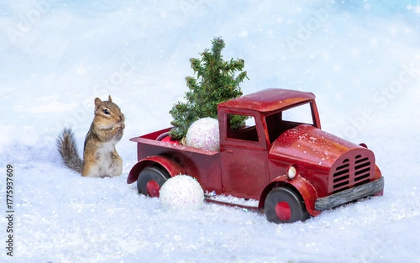 Fototapeta Curious chipmunk in winter holiday scene, seems surprised to see a tiny tree in a small red truck