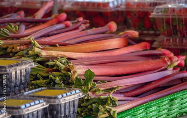 Obraz large stalks of rhubarb with strawberries and blueberries, for sale at a farm market 