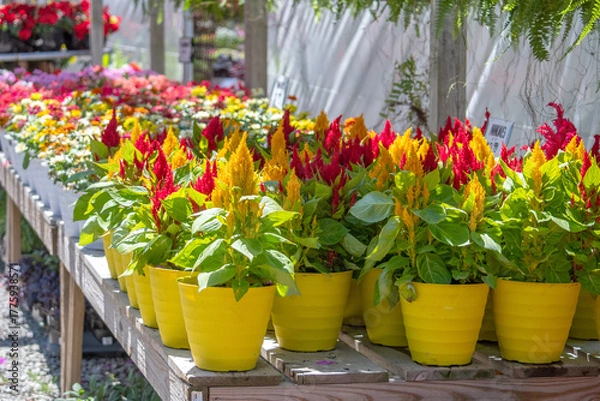 Obraz summer celosia plants in pots are on display at a nursery green house 
