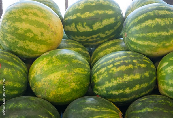 Obraz Large watermelons in a pile at a farm stand 