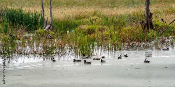 Obraz Wild ducks swim in a  wetlands in the Jasper Pulaski fish and wildlife area in Indiana USA 