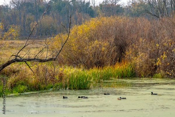 Obraz Wetland landscape with ducks swim in a  wetlands in the Jasper Pulaski fish and wildlife area in Indiana USA 