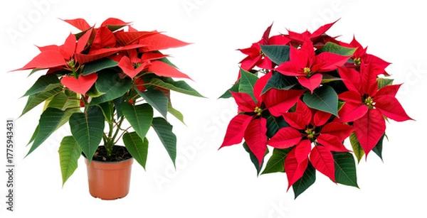 Fototapeta Two red poinsettia plants isolated on transparent background