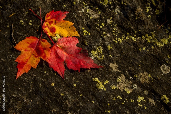 Fototapeta bracebridge