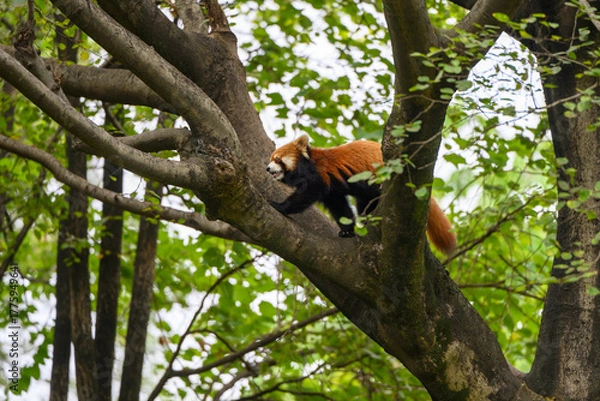 Fototapeta The red panda is climbing a tree.