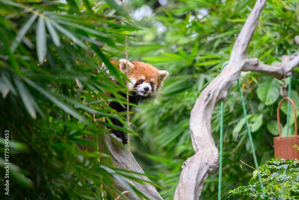 Fototapeta The red panda is climbing a tree.