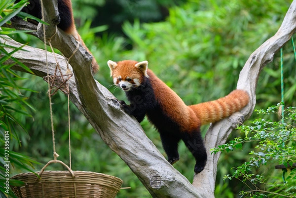 Fototapeta The red panda is climbing a tree.