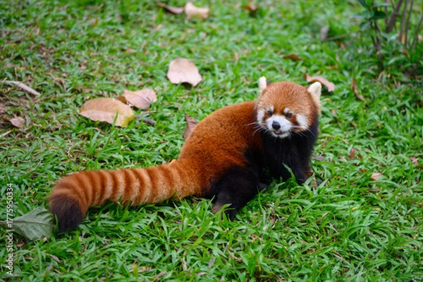 Fototapeta The red panda on the grassland