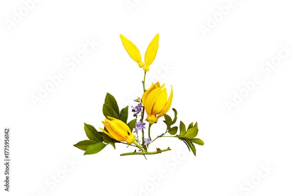Obraz yellow flowers ylang ylang local flora of asia arrangement flat lay postcard style 