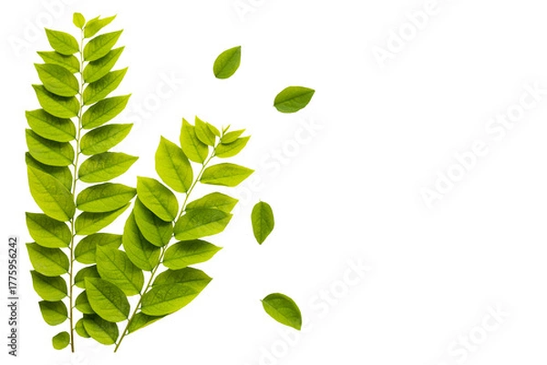 Fototapeta colorful green leaf arrangement flat lay postcard style 