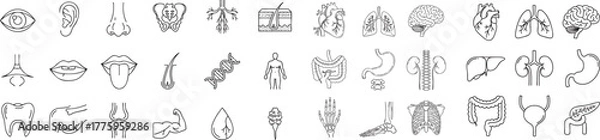 Fototapeta Human anatomy line icon set. Vector pictograms of heart, lungs, brain, liver, kidneys, stomach, intestines, bones, joints, reproductive organs, sensory organs, skeletal system, digestive system, circu