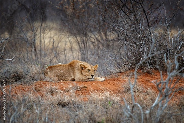 Fototapeta  Lion lies in the grass in National park of Kenya