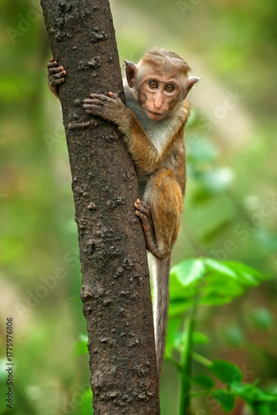 Obraz Curious monkey climbs a tree in a lush forest during the day