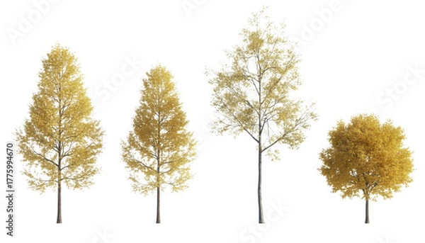 Fototapeta Four deciduous trees with yellow leaves isolated on transparent background