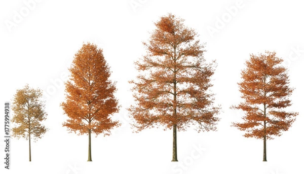 Fototapeta Four deciduous trees with orange leaves isolated on transparent background