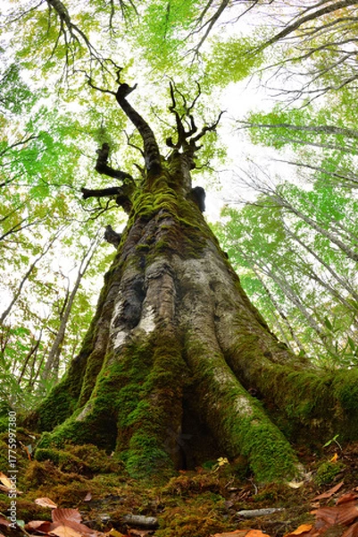 Fototapeta 森の大樹