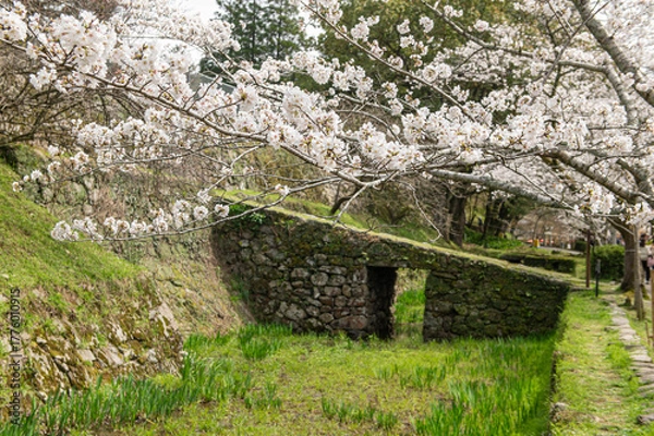 Fototapeta 秋月城跡の瓦坂とサクラ