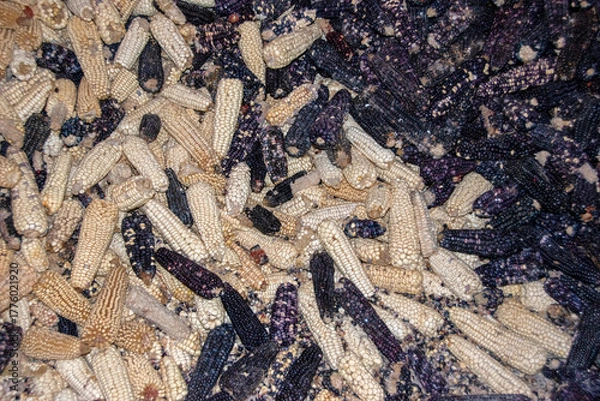 Obraz Maiz de colores 