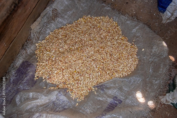 Obraz Granos de Maiz 