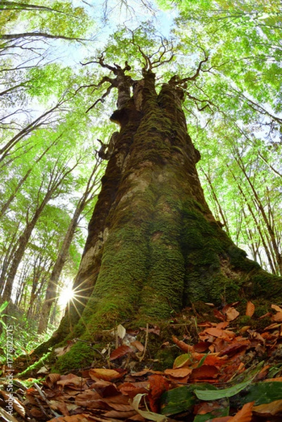 Fototapeta 太陽と森の大樹