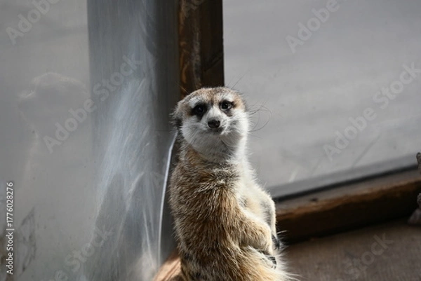 Obraz 長野県の動物園にいたミーアキャットのカメラ目線