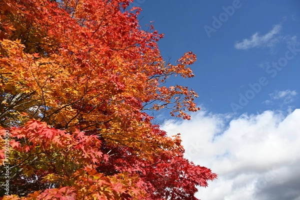 Obraz 長野県の蓼科湖畔にある秋色に染まった木々と青空と雲の風景