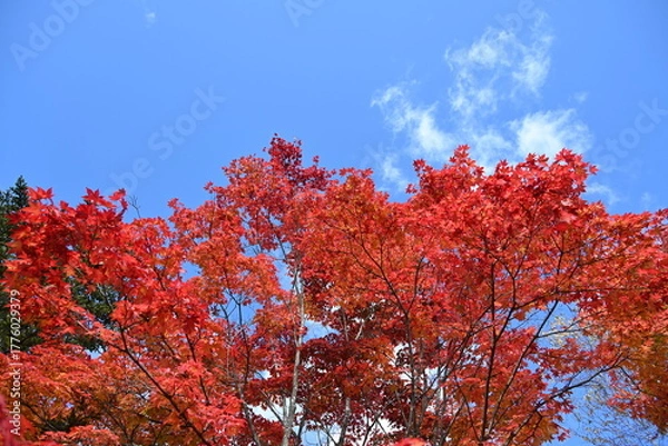 Obraz 長野県の白樺湖畔にある散策路沿いにある紅葉した木と青空の風景