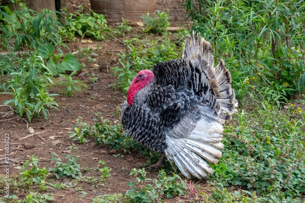 Obraz Guajolote Macho