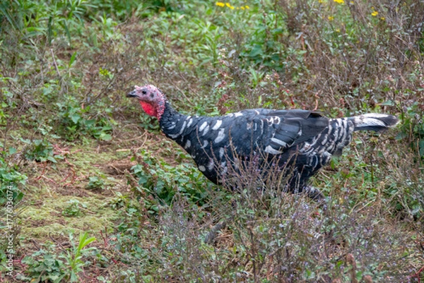Obraz Otro Guajolote