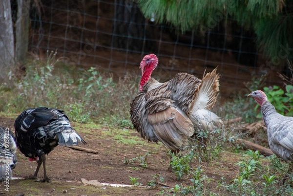 Obraz GUajolote mich