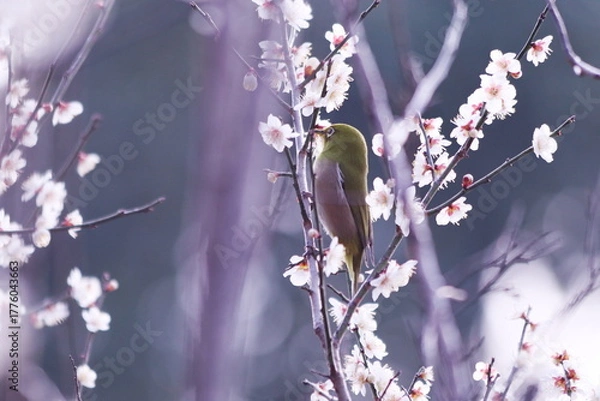 Obraz 白い梅の花とメジロ