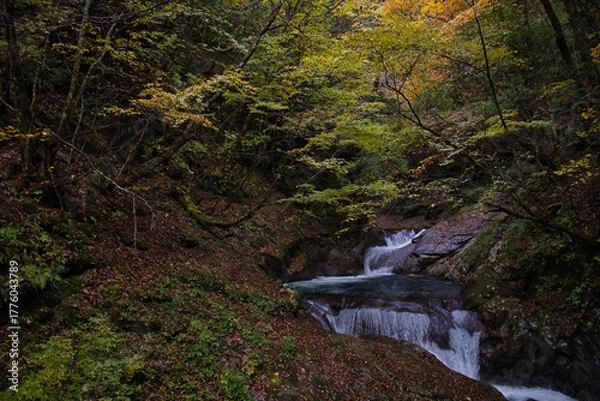 Obraz 山梨県の西沢渓谷の紅葉