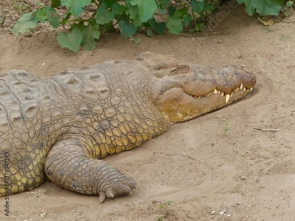 Fototapeta A detailed close-up photograph of a crocodile resting on the sandy riverbank of the Masai Mara River in Kenya