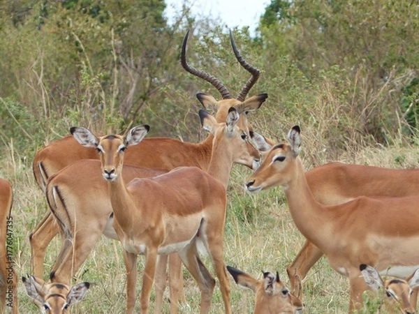 Fototapeta A natural wildlife scene showing a group of impala antelopes with a proud buck standing among them in the Masai Mara Nature Reserve, Kenya