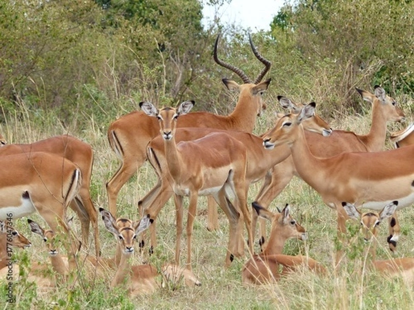 Fototapeta A natural wildlife scene showing a group of impala antelopes with a proud buck standing among them in the Masai Mara Nature Reserve, Kenya